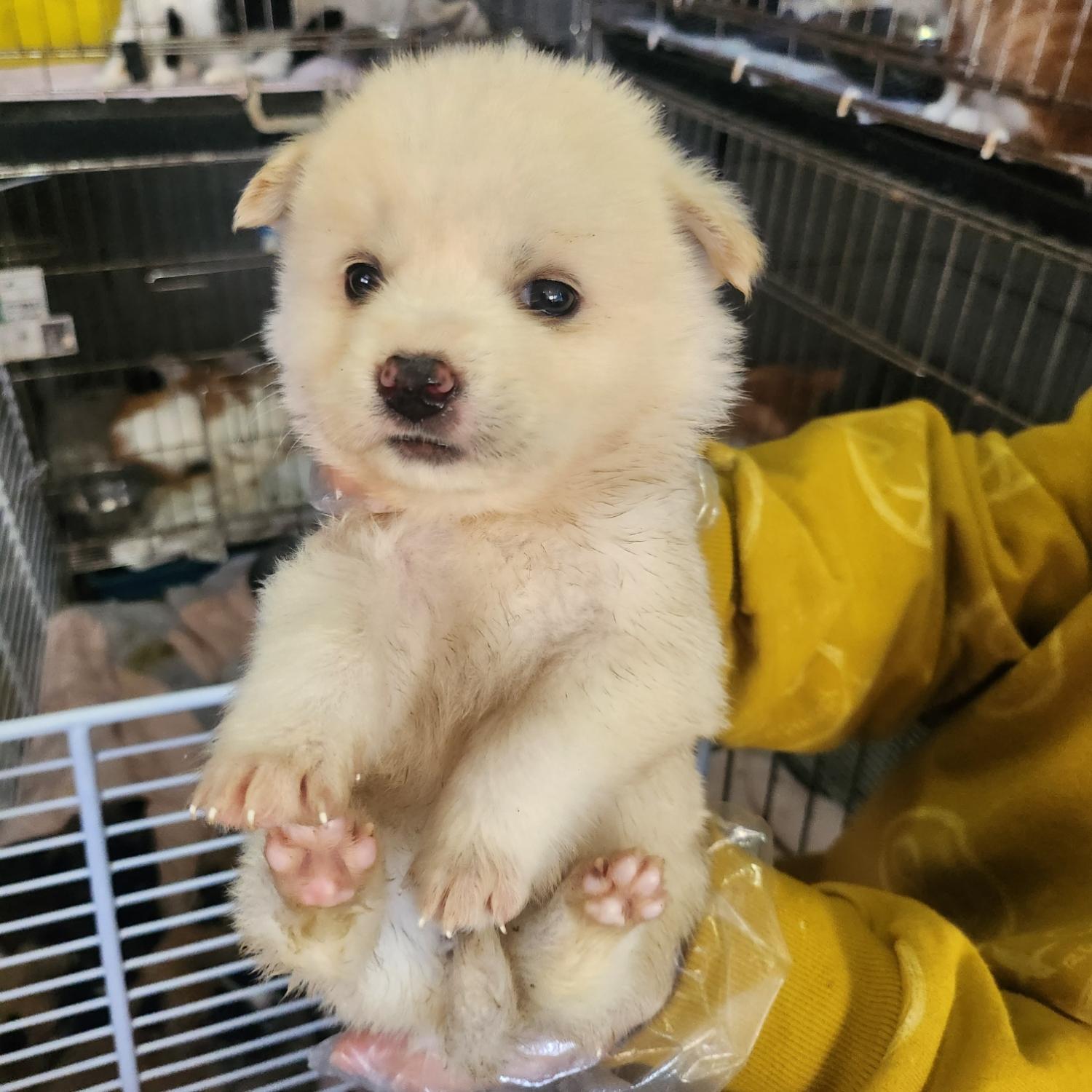 울산유기동물보호센터_431373202301343